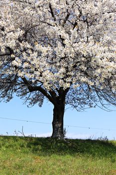 big white tree and blue sky in spring