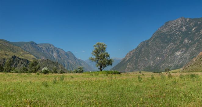 Lonely tree in mountains. Altai mountains. Russia