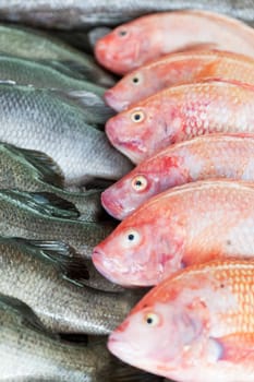 Fresh-caught sea fish on a counter in the fish market