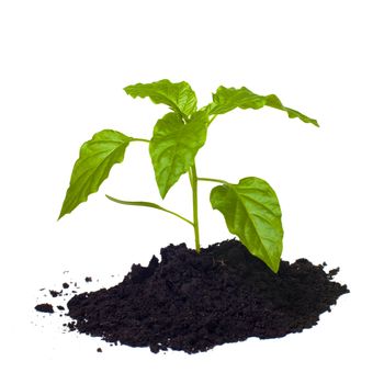 Young seedling growing in a soil, isolated on white