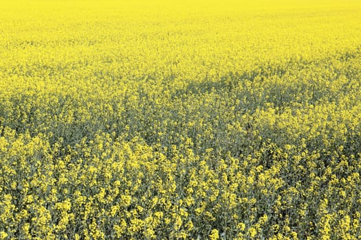 yellow rape field in french country in summer