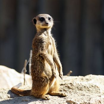 standing meerkat in morning light in a zoo