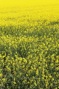 rape field in french country in summer