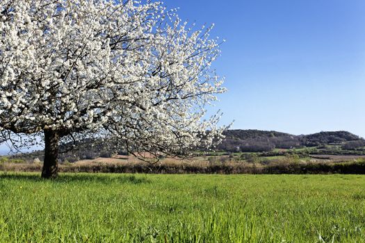 beautiful tree with white flowers on grenn grass