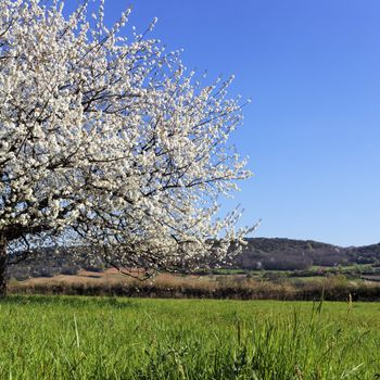 beautiful tree with white flowers on grenn grass