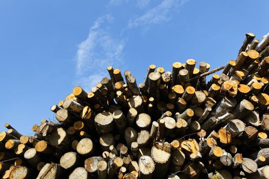 big woodpile and blue sky in spring