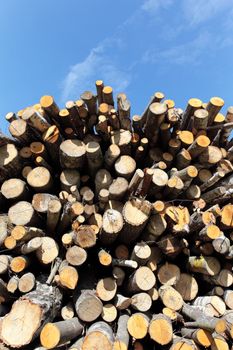 woodpile