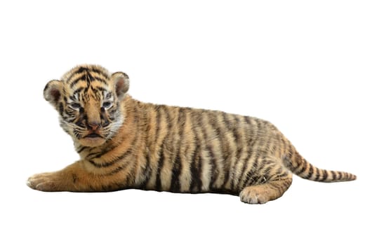 baby bengal tiger isolated on white background