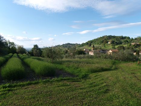 Lavender Field