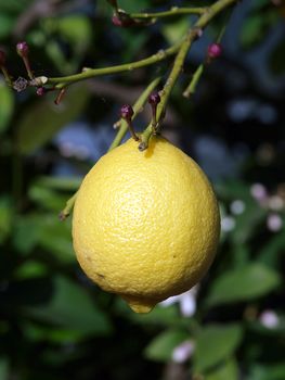 Lemons growing on lemon tree