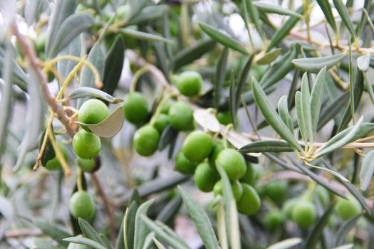 Close up green ripe olives on a tree