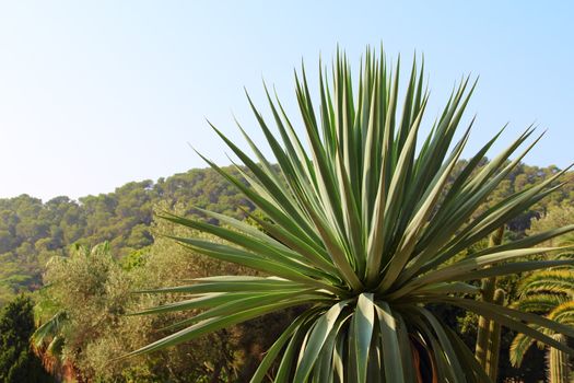 Landscape with cactus in Tenerife, Canary Islands, Spain