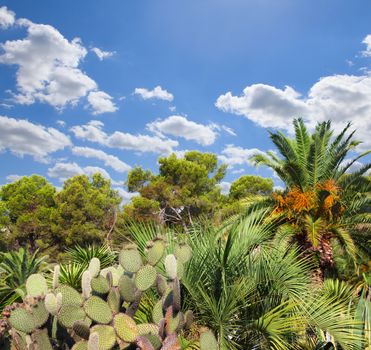 Landscape with cactus in Tenerife, Canary Islands, Spain