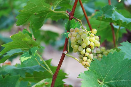 White grapes in the vineyard close up