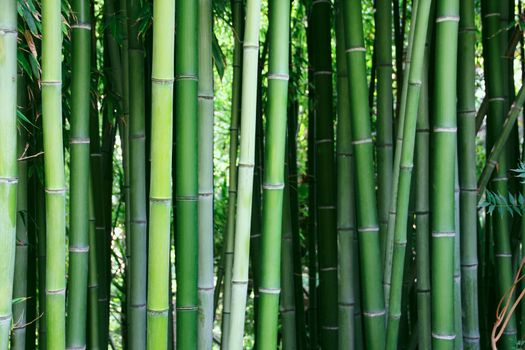 Beautiful view of Green bamboo forest