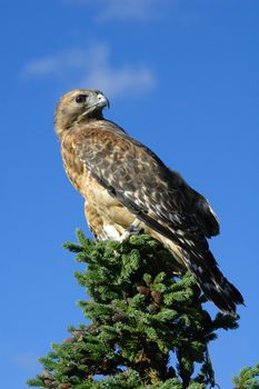 Red-tailed Hawk (Buteo jamaicensis)