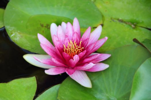Pink blooming Lotus in water close up view