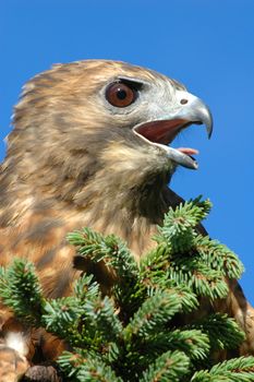 Red-tailed Hawk (Buteo jamaicensis)