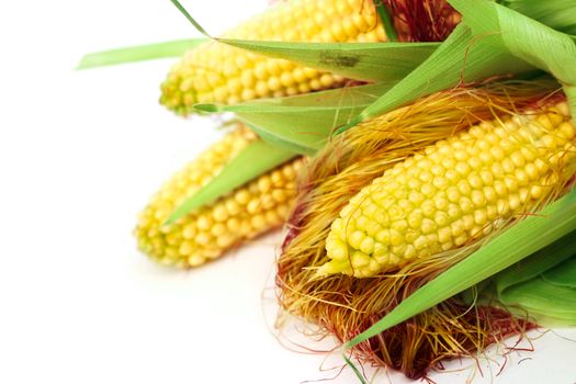 Three ears of corn isolated on a white background corner composition
