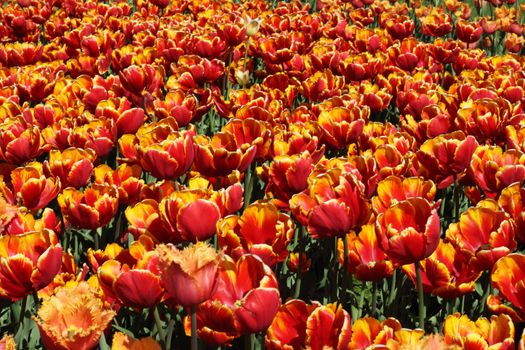 Spring red and orange tulips beautiful background