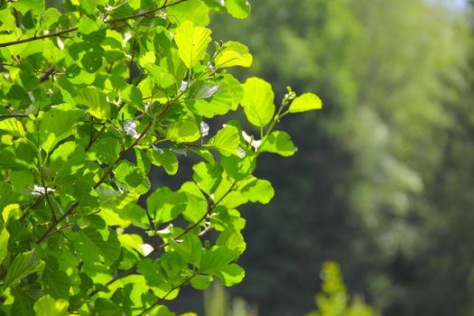 Fresh green foliage in sunlight