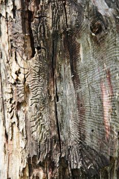Tree bark texture with traces of bark beetle