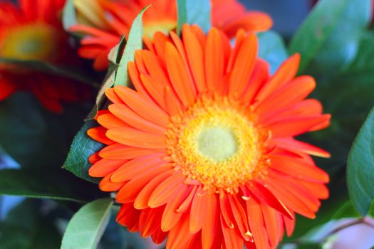 Beautiful red gerbera bouquet close up