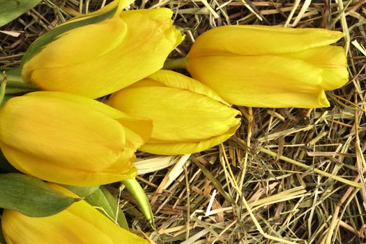 Beautiful spring fresh yellow tulips on hay