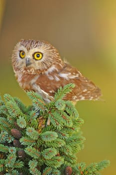 Northern Saw-whet Owl (Aegolius acadicus)