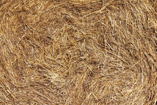 Dry hay texture background macro close up