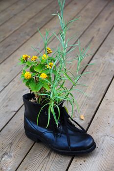Flower growing from old boot used as pot