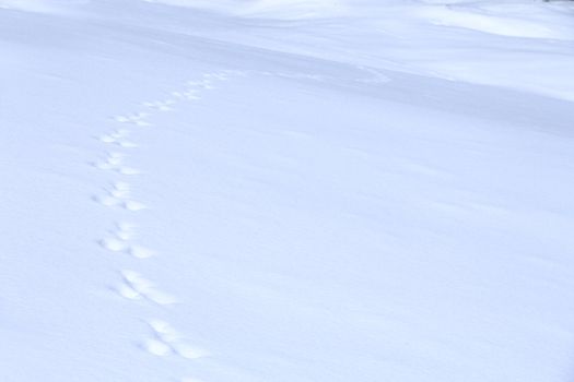 animal traces on fresh clean white snow