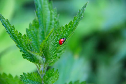 Ladybug on green leaf macro close up