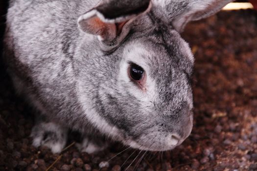 Gray rabbit portrait macro close up