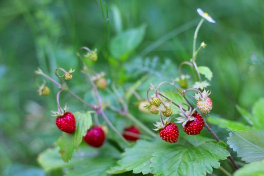 Wild red strawberry plant with leaves and flowers close up