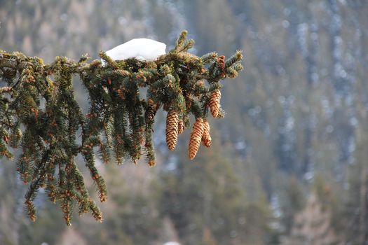 Beautiful fir-tree branch with fir-cones and snow in winter mountains