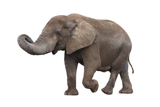Walking gray elephant isolated on white background