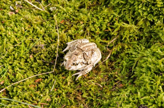 common european garlic spadefoot toad pelobates fuscus on swamp moss.