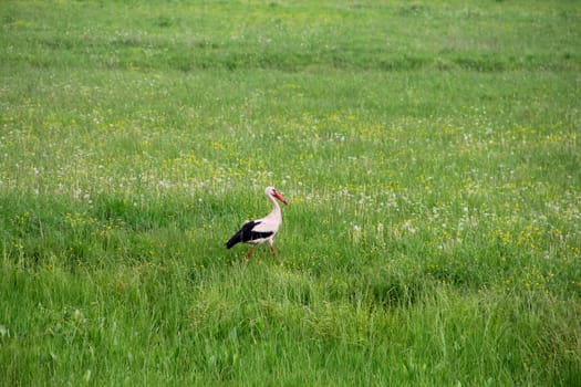 Heron eating frog on green grass summer field