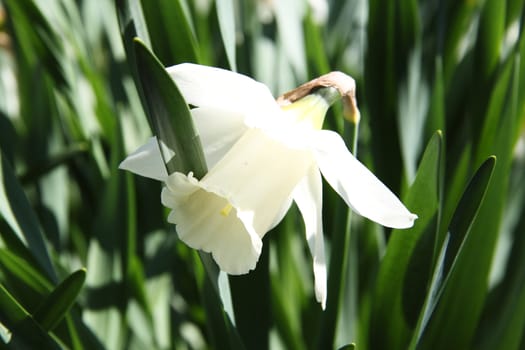 Beautiful blooming white narcissus on green leaf background
