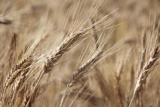 Ripe wheat close-up beauiful background