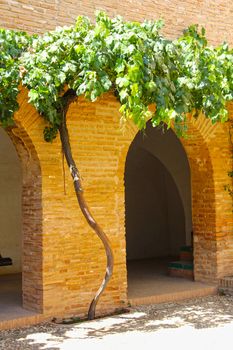 Beautiful garden of Alhambra at sunny day