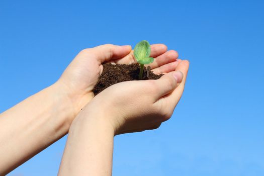 Sapling in female hands on sky background