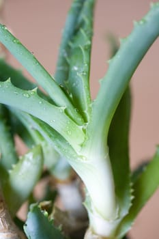 Fresh green aloe vera close up