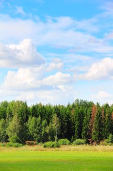 Field and forest  under cloudey blue sky