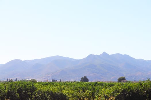 Beautiful spanish landscape with almond trees and mountains