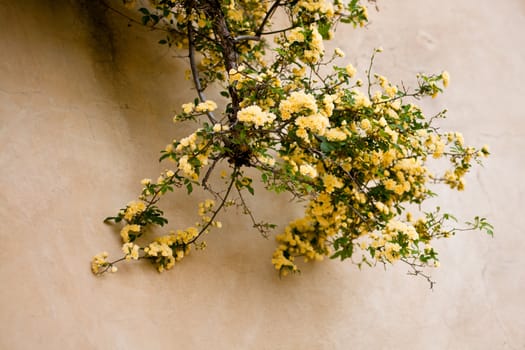 Many yellow roses on a wall
