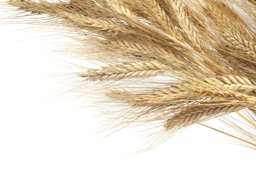 Wheat ears isolated on white background corner composition