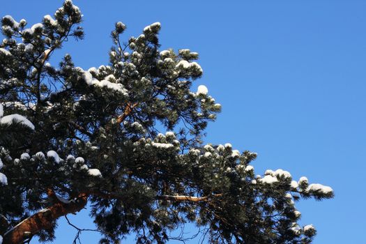 Beautiful pine branches covere with snow on blu sky background