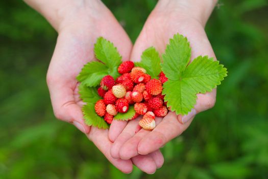 Wild red strawberry with leaves in hands close up